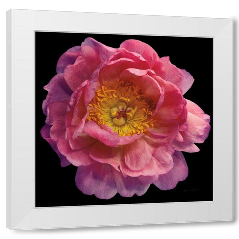Floral Majesty II White Modern Wood Framed Art Print by Eichman, Andre