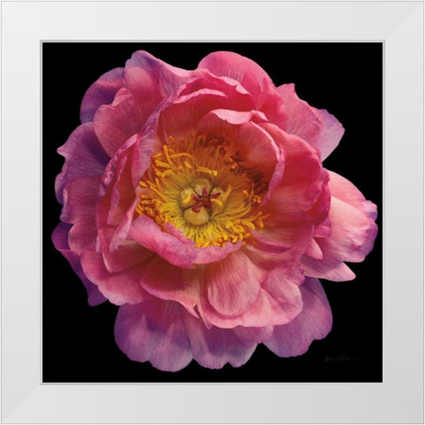 Floral Majesty II White Modern Wood Framed Art Print by Eichman, Andre