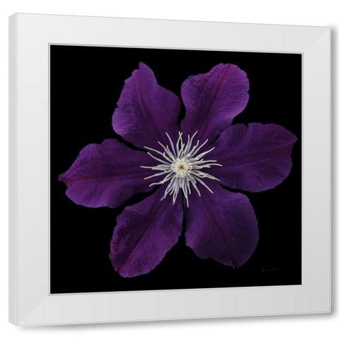 Floral Majesty VII White Modern Wood Framed Art Print by Eichman, Andre
