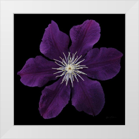 Floral Majesty VII White Modern Wood Framed Art Print by Eichman, Andre
