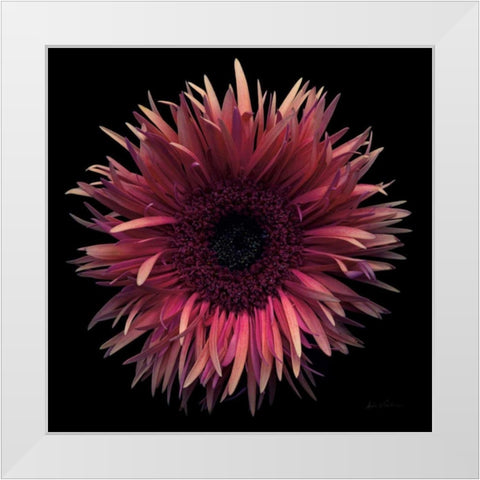 Floral Majesty IX White Modern Wood Framed Art Print by Eichman, Andre
