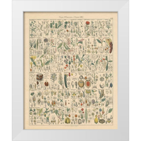 Flora Chart II White Modern Wood Framed Art Print by Wild Apple Portfolio