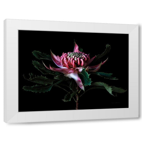 Salmon Waratah I White Modern Wood Framed Art Print by Catterall, Elise