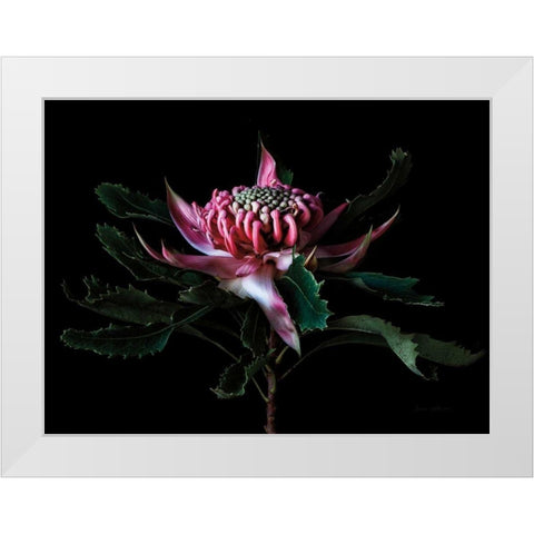 Salmon Waratah I White Modern Wood Framed Art Print by Catterall, Elise