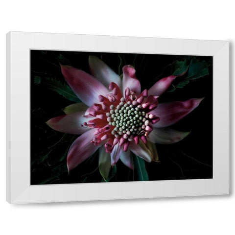 Salmon Waratah II White Modern Wood Framed Art Print by Catterall, Elise