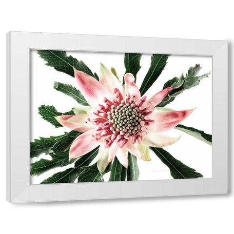 Salmon Waratah III White Modern Wood Framed Art Print by Catterall, Elise