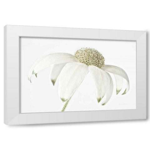 Flannel Flower White Modern Wood Framed Art Print by Catterall, Elise