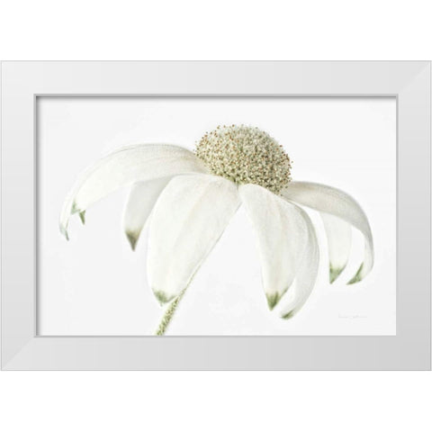Flannel Flower White Modern Wood Framed Art Print by Catterall, Elise