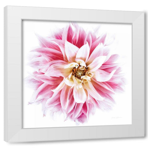 Pink Dahlia White Modern Wood Framed Art Print by Catterall, Elise