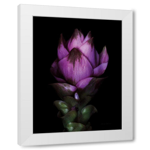 Siam Tulip White Modern Wood Framed Art Print by Catterall, Elise