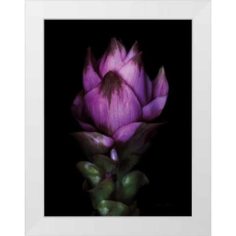 Siam Tulip White Modern Wood Framed Art Print by Catterall, Elise