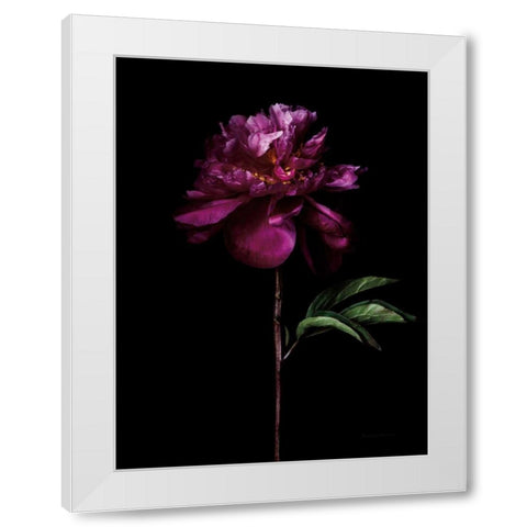 Peony Portrait White Modern Wood Framed Art Print by Catterall, Elise