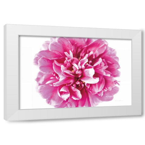 Pink Peony Closeup White Modern Wood Framed Art Print by Catterall, Elise