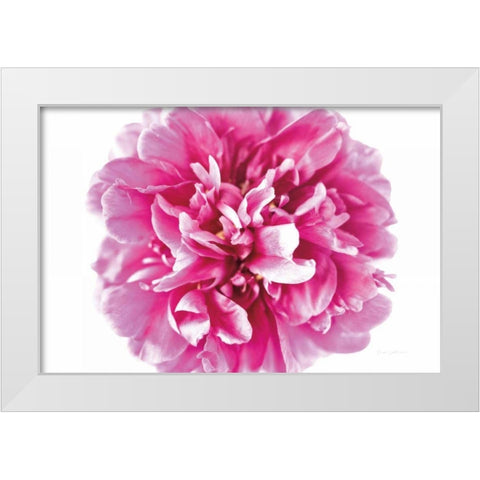 Pink Peony Closeup White Modern Wood Framed Art Print by Catterall, Elise
