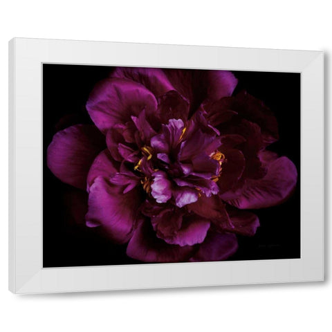Vivid Dark Peony White Modern Wood Framed Art Print by Catterall, Elise