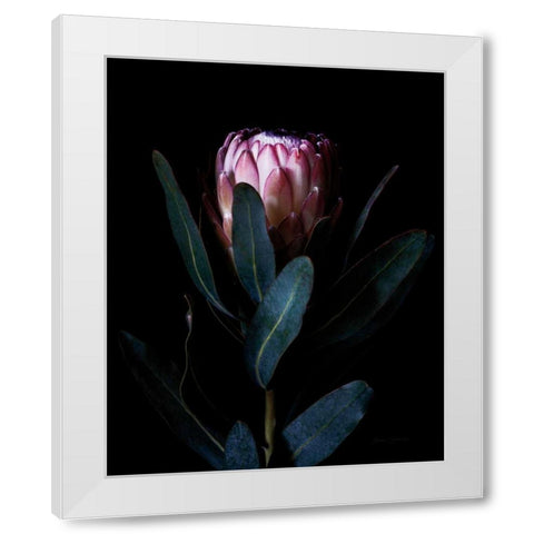 Protea Portrait White Modern Wood Framed Art Print by Catterall, Elise