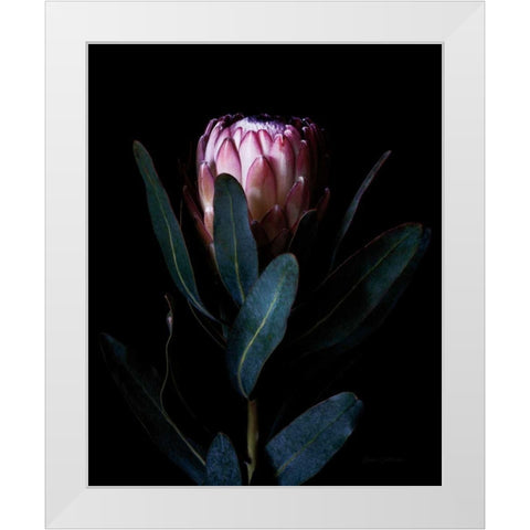 Protea Portrait White Modern Wood Framed Art Print by Catterall, Elise