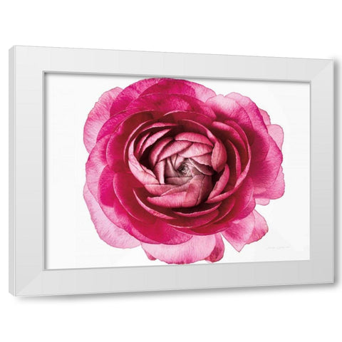 Pink Ranunculus on White White Modern Wood Framed Art Print by Catterall, Elise