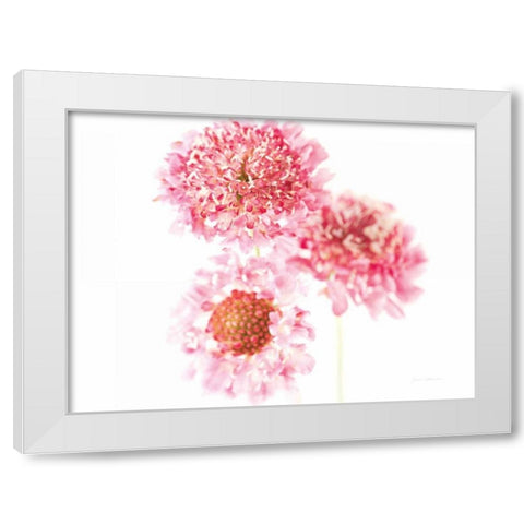 Pink Scabiosa Trio White Modern Wood Framed Art Print by Catterall, Elise