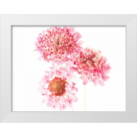 Pink Scabiosa Trio White Modern Wood Framed Art Print by Catterall, Elise