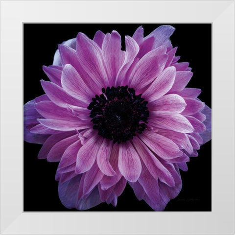 Purple Anemone Crop White Modern Wood Framed Art Print by Catterall, Elise