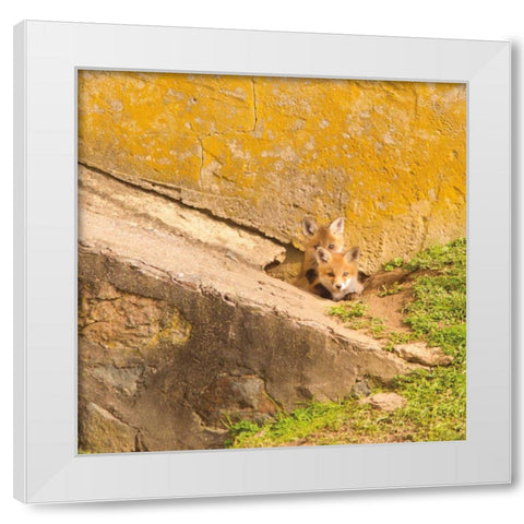 fox Cubs II White Modern Wood Framed Art Print by Aledanda