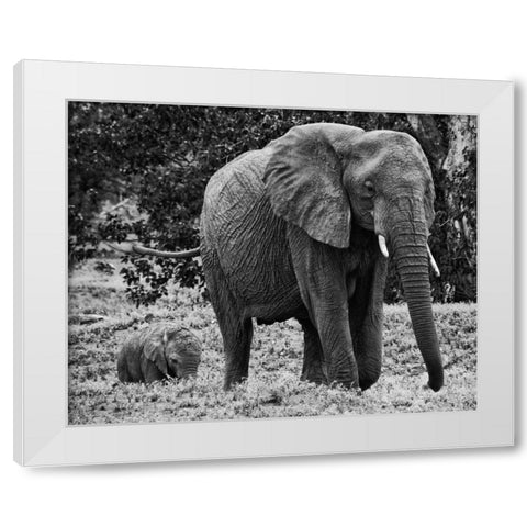 Mama and Baby Elephant I White Modern Wood Framed Art Print by Aledanda