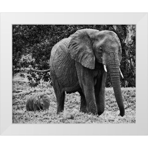 Mama and Baby Elephant I White Modern Wood Framed Art Print by Aledanda