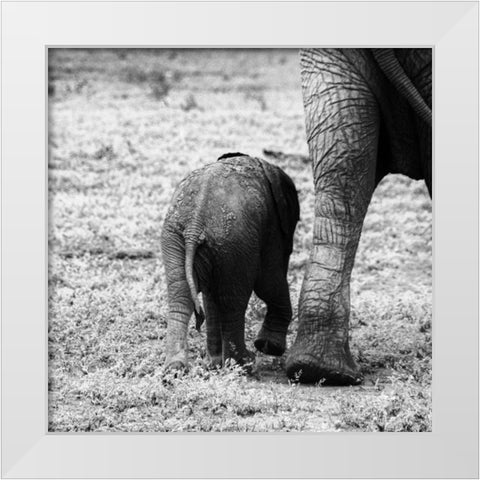 Mama and Baby Elephant II White Modern Wood Framed Art Print by Aledanda