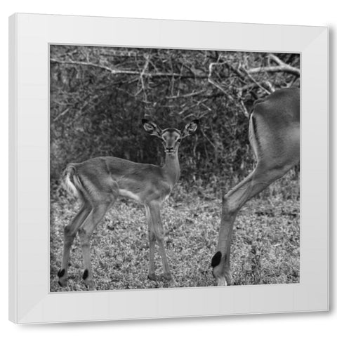 Impala and Baby White Modern Wood Framed Art Print by Aledanda