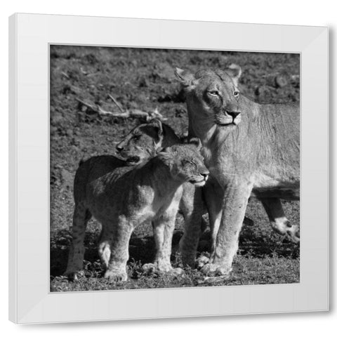 Lioness and Cubs White Modern Wood Framed Art Print by Aledanda