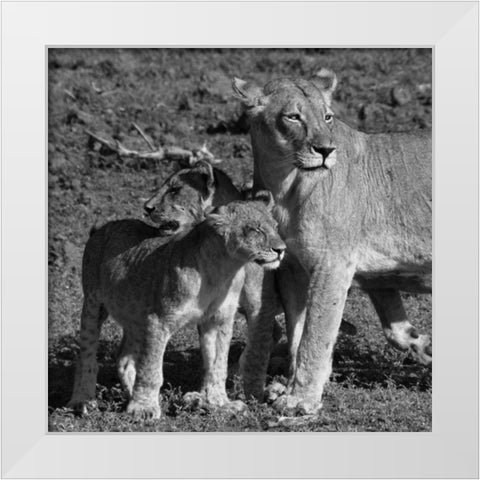Lioness and Cubs White Modern Wood Framed Art Print by Aledanda