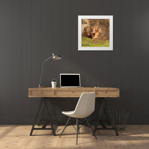 Fox Cubs III White Modern Wood Framed Art Print by Aledanda