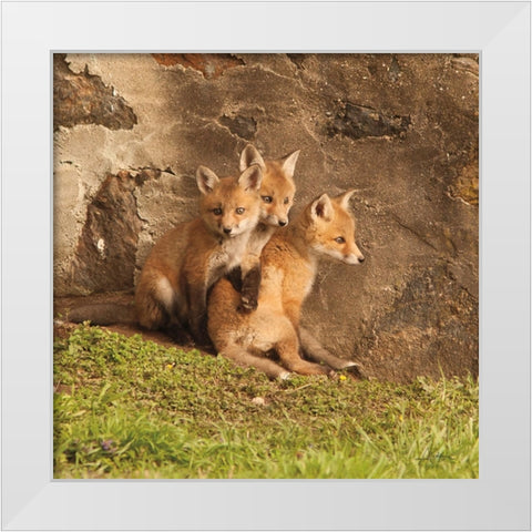 Fox Cubs III White Modern Wood Framed Art Print by Aledanda
