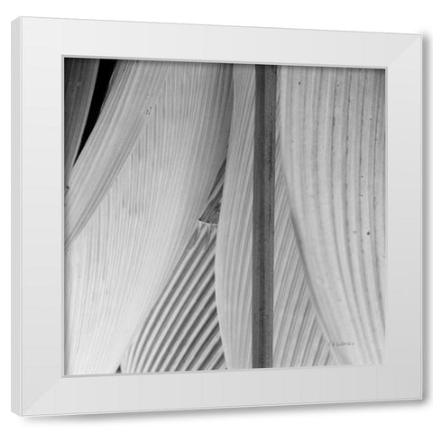 Leaf Abstract IV White Modern Wood Framed Art Print by Goldstein, Ed