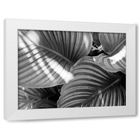 Leaf Abstract V White Modern Wood Framed Art Print by Goldstein, Ed