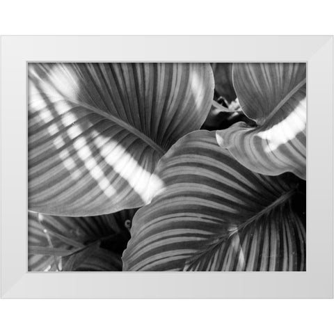 Leaf Abstract V White Modern Wood Framed Art Print by Goldstein, Ed