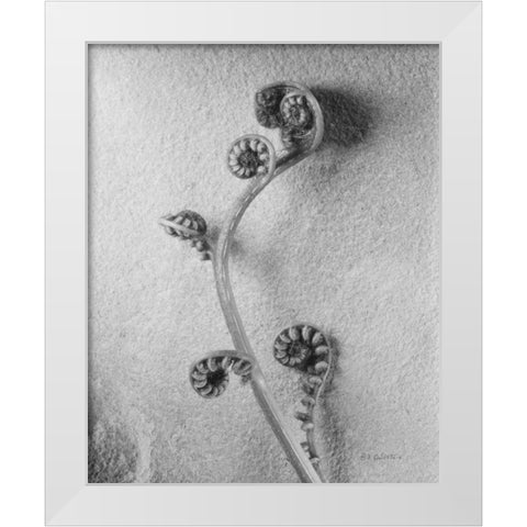 Fiddlehead I White Modern Wood Framed Art Print by Goldstein, Ed