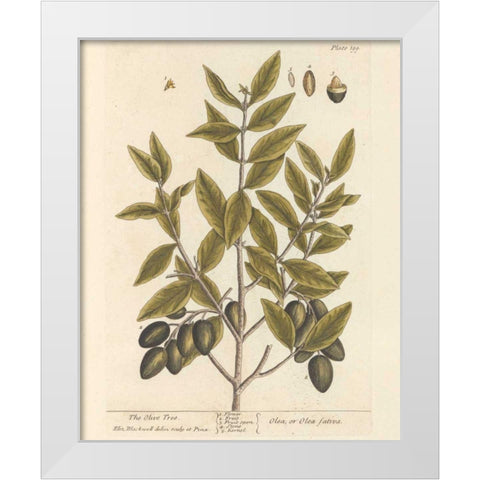 Olive Branch II White Modern Wood Framed Art Print by Wild Apple Portfolio