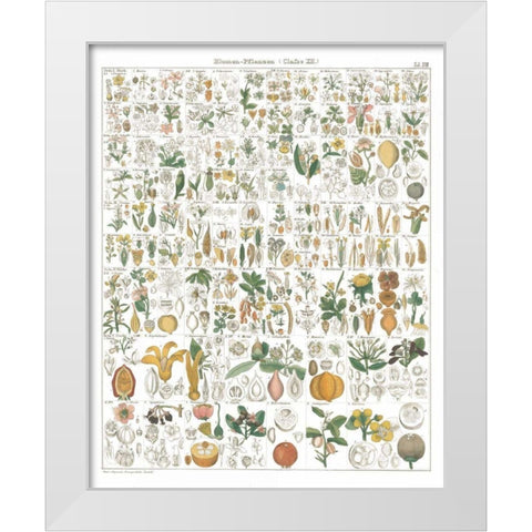 Flora Chart I White White Modern Wood Framed Art Print by Wild Apple Portfolio