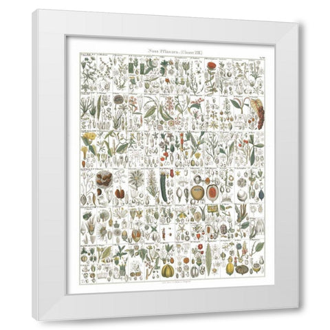 Flora Chart II White White Modern Wood Framed Art Print by Wild Apple Portfolio