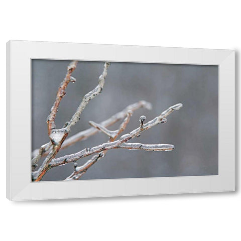 Glistening Branches II White Modern Wood Framed Art Print by Bradley, Felicity