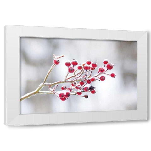 Winter Berries I White Modern Wood Framed Art Print by Bradley, Felicity