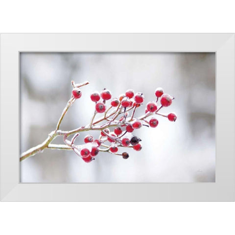 Winter Berries I White Modern Wood Framed Art Print by Bradley, Felicity