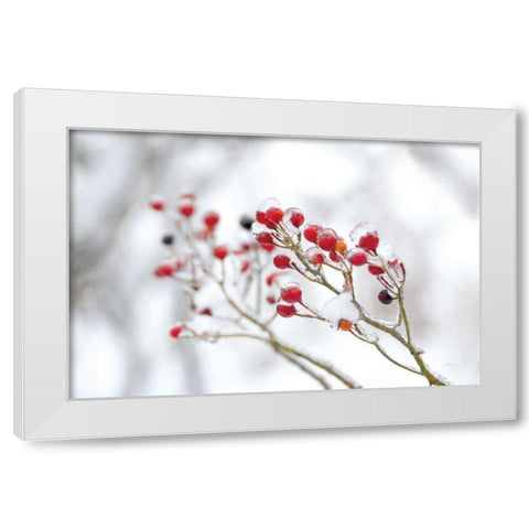 Winter Berries II White Modern Wood Framed Art Print by Bradley, Felicity