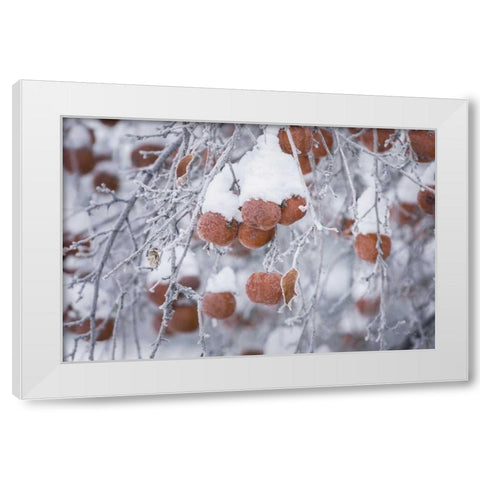 Orchard in Winter White Modern Wood Framed Art Print by Majchrowicz, Alan