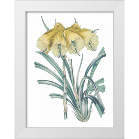 Antique Botanical XXIV Cool White Modern Wood Framed Art Print by Wild Apple Portfolio