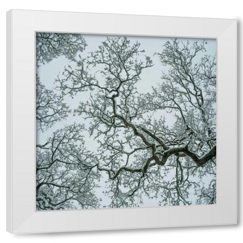 Winter Trees White Modern Wood Framed Art Print by Eichman, Andre