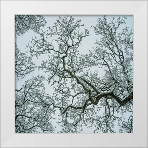 Winter Trees White Modern Wood Framed Art Print by Eichman, Andre