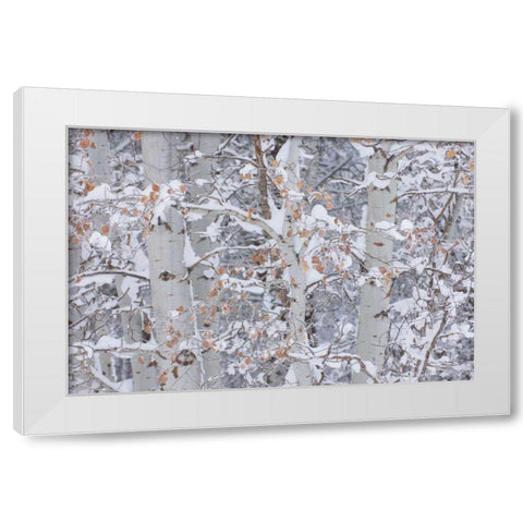 Winter Aspens Closeup White Modern Wood Framed Art Print by Majchrowicz, Alan
